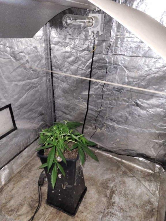 Trzymał marihuanę w słoikach i hodował konopie. Bytowscy policjanci zatrzymali 34-latka