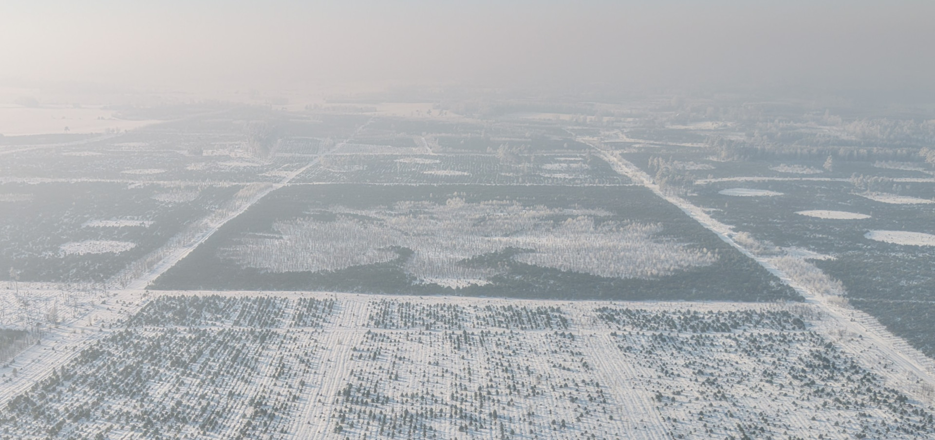 Wyjątkowy dendroglif można podziwiać w gminie Parchowo. "Wzór powstał na powierzchni około 100 tys. metrów kwadratowych"