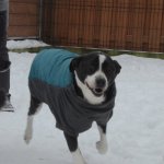 fot. nadesłane/ Schronisko dla Zwierząt w Kościerzynie