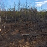 fot. Nadleśnictwo Lipusz